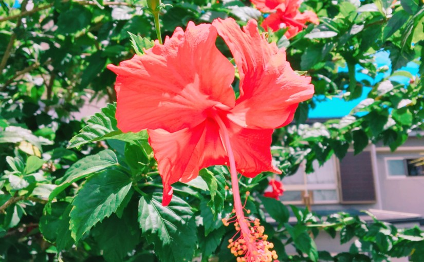 笑う息子、はしゃぐ息子